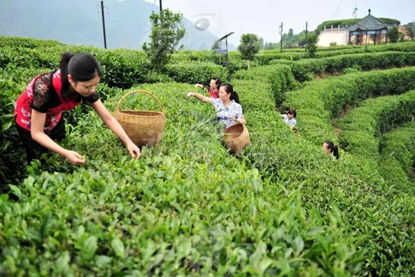 比肩星巴克？新中式茶飲的下半場得好好抓抓供應鏈管理這門課了