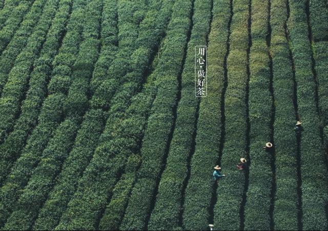 如何掘金500億新茶飲市場(chǎng)，打造一杯有故事的黑龍茶？