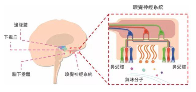 讓消費者欲罷不能的氣味營銷，餐飲人該如何實現(xiàn)？ | 餐見