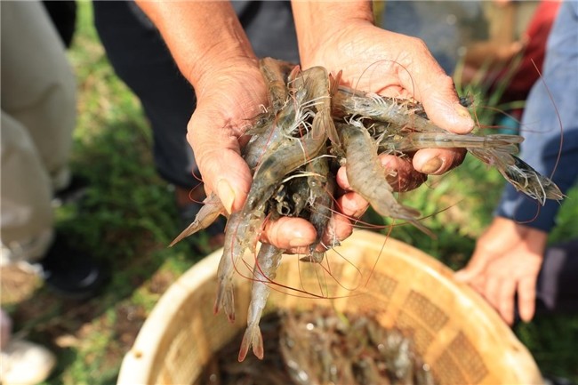 布局產(chǎn)業(yè)生態(tài) 鍋圈“單廠單品”模式助北海蝦滑實(shí)力出圈