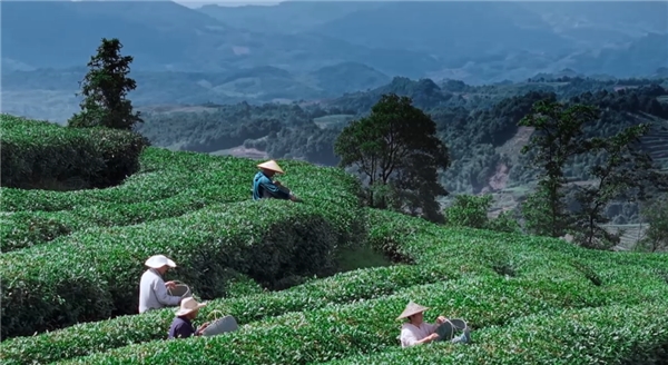 奢配180斤茉莉花，檸季讓香氣沉浸至最后一口